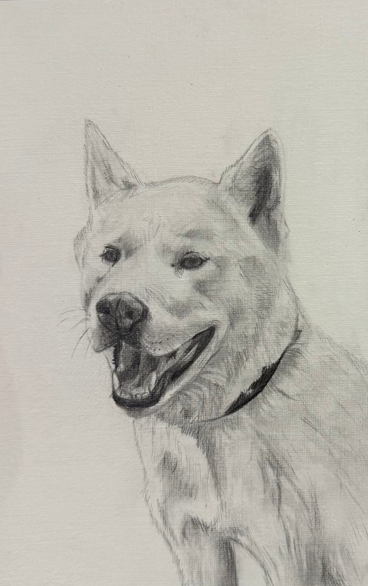 Graphite pencil drawing of a pale husky-type dog with its mouth open